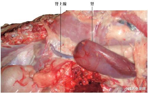 猪肉|猪身上“最脏”的部位,满是寄生虫,白送都不要,一定要丢掉