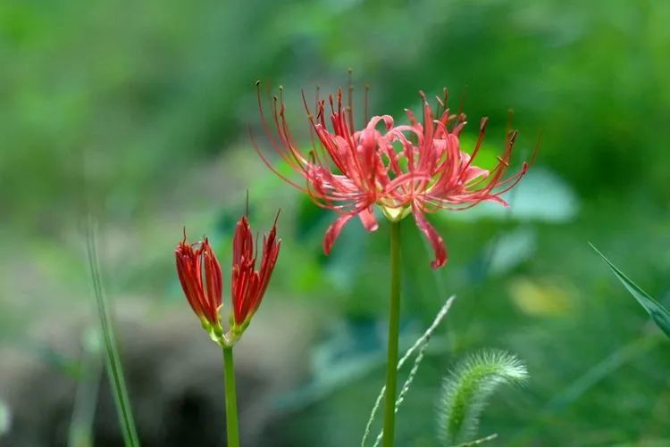 生肖|?3天后，桃花如昨，真爱难遇，4大生肖不忘初心，大胆追求