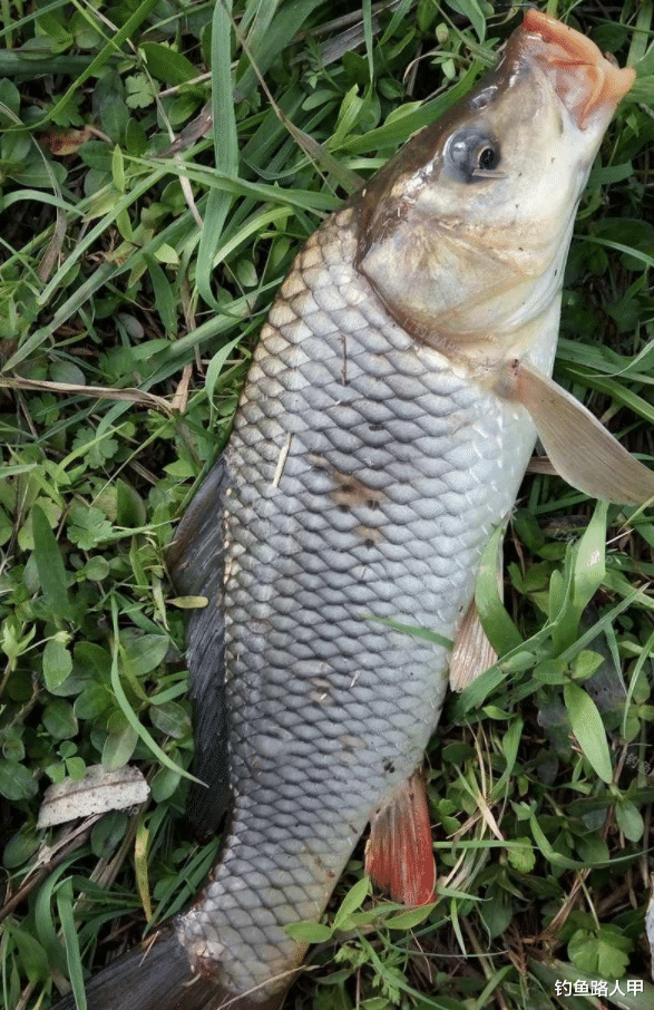 []小虫子有无数种，为啥偏偏蚯蚓成了钓鱼人的万能饵？