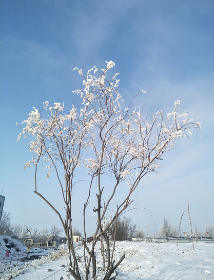 泰安|瑞雪丰年，国泰民安！看，泰安今冬第一场雪，下成这般仙境模样！