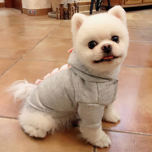 家养两只宠物犬，主人不经意偏袒泰迪，博美直接绝食以对！