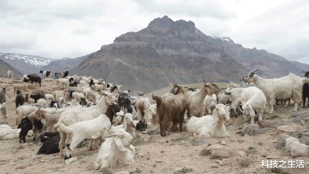 南极|南极冰下1000米处，发现数百万只帝王蟹，难道人类有“口福”了？