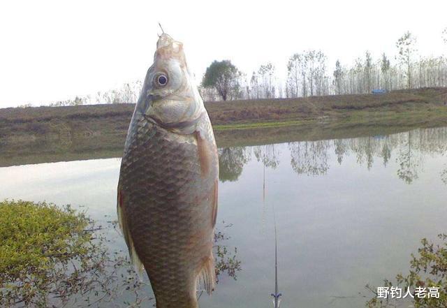 饵料|钓鱼黄金时间来临，了解秋季鱼情的3大变化，爆护真不是奢望！