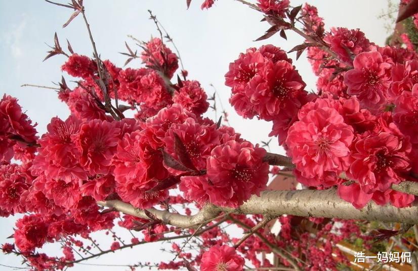 #生肖#6月下旬,有吉运的生肖,贵人提携,事业一鸣惊人,恭喜恭喜