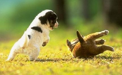 生肖|2020年有鸿运当头，上天眷顾财运连连，能赚取金山银山