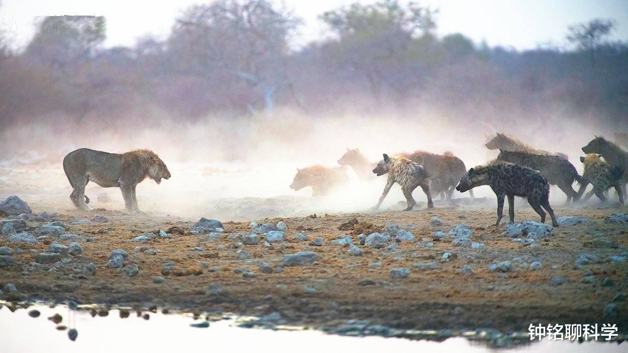 猞猁|狼见了都要叫大哥的“猞猁”,在森林里究竟有多恐怖?