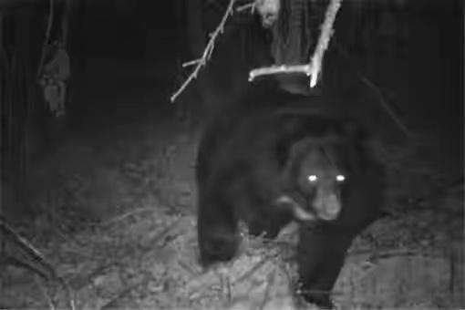 「新发地」3家获补87万！重回四川江油黑熊袭人现场：村民后怕不敢夜行