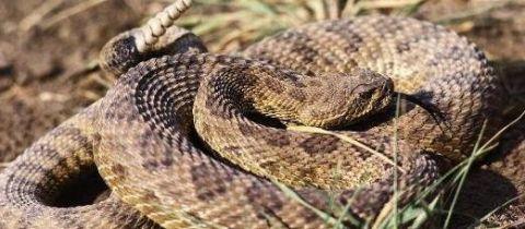 【毒液】蛇类单挑排行榜, 谁才是“大佬”?