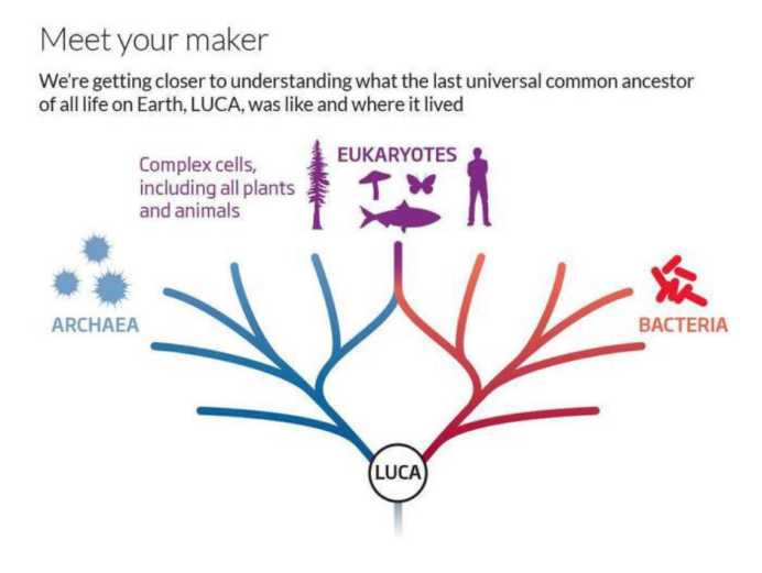 基因|老鼠与人类基因重合度达85%，香蕉50%，它们怎么有人类基因