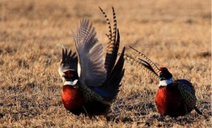 科学家|先有鸡还是先有蛋？问题还没解决，科学家先把鸡的祖先找到了