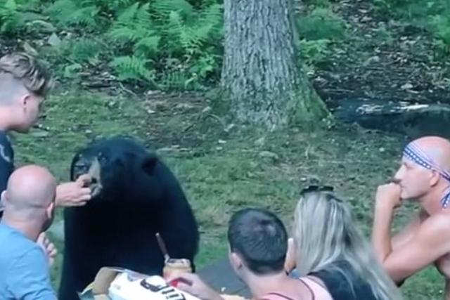 英国英鸟|美家庭郊外野餐突遭野熊乱入，瑟瑟发抖喂其面包，全家人紧张极了