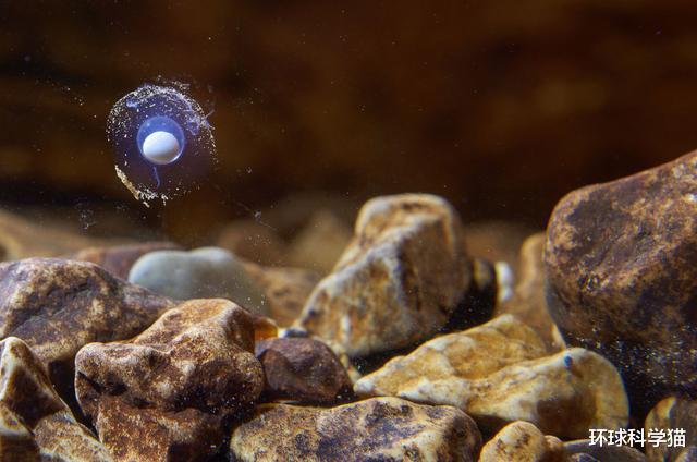 科学家|龙到底存不存在?科学家已经发现,地球上存在“与龙相似”的生物