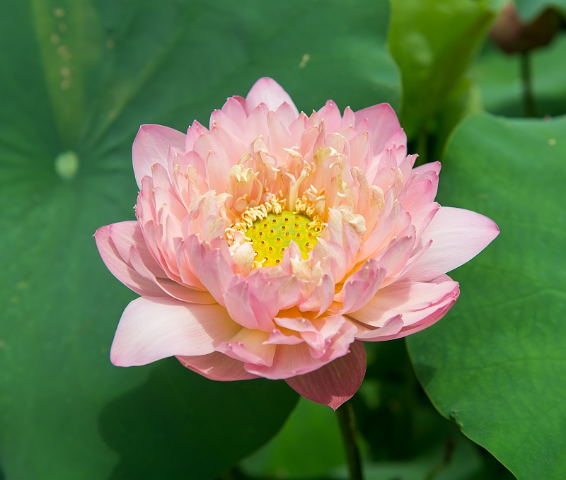 运势|八月开始，求财有道，运势大逆袭，福禄双全的4生肖