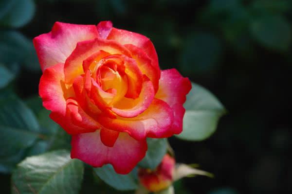 ：6月开始好运来临，会喜事临门，幸福在眼前的星座