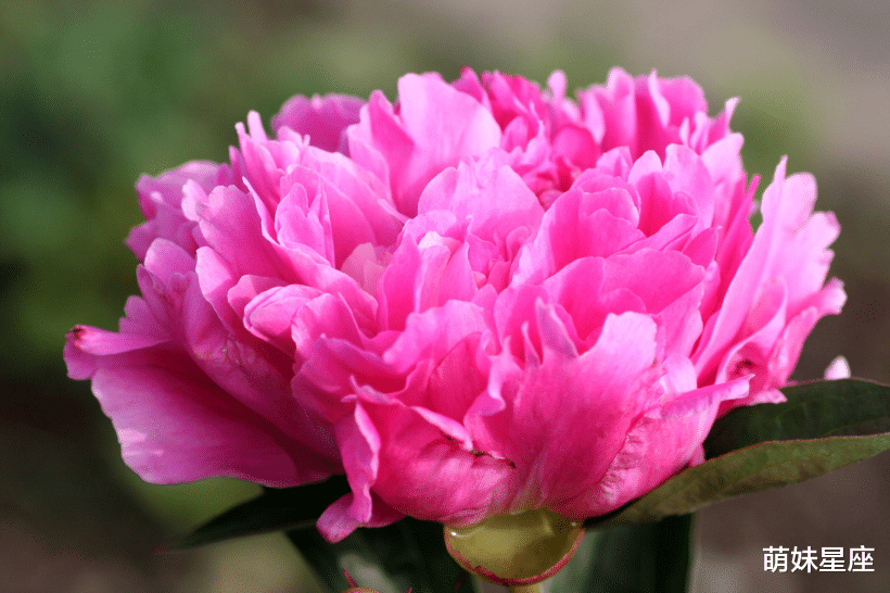 生肖|4大生肖财运到来,11月期间,事业红火,富裕满堂