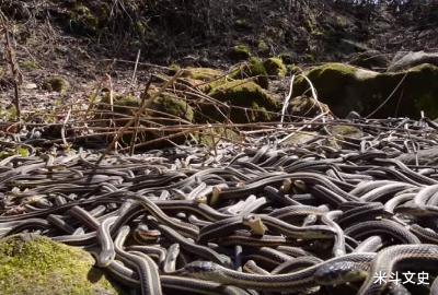 美军|美军解密！越战中伤亡最惨重的一次非战斗减员事件——人蛇大战