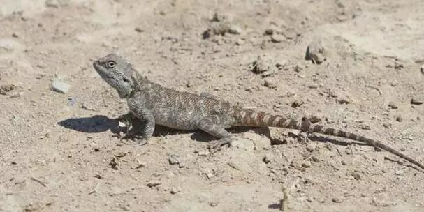 航天@生物学家发现一只蜥蜴，屎量占身体80%，肚子里竟然都是沙子