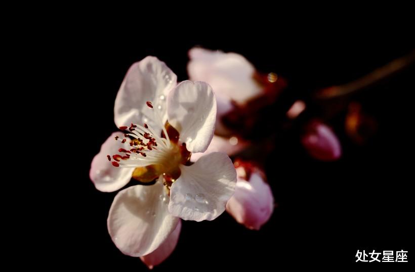 生肖▲6月30号钱财无忧,3生肖事业成就大业,福利双收