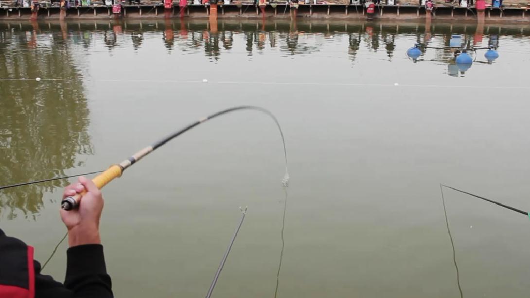 |你知道什么是“静养鱼”吗?原来它比“滑口鱼”好钓多了,还过瘾