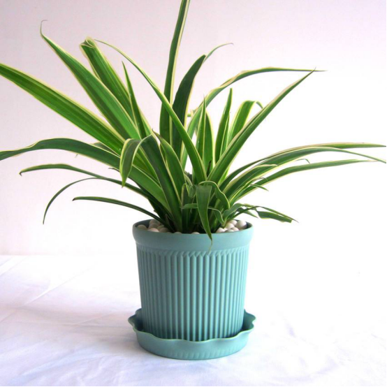 别再傻傻的用植物来清理甲醛了！专家称：这些方法才有效果