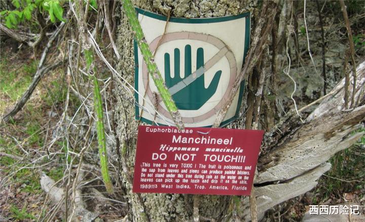 『水果』世界上最毒的植物,吃起来有点甜,手一碰就有可能致人死亡