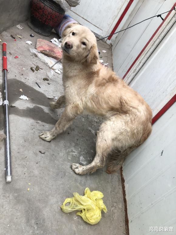 金毛被拴在家里，它很愤怒，结果周围的东西全部咬坏了