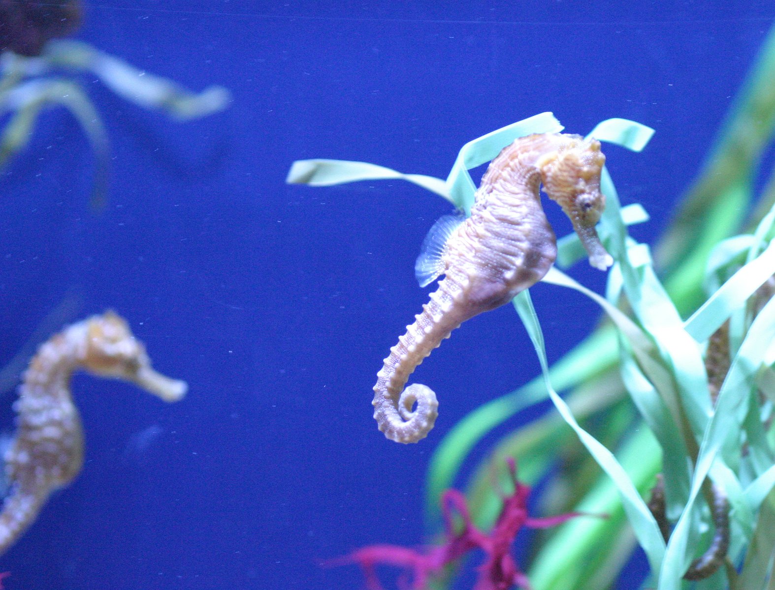 『海马』在动物界都是雄性比雌性漂亮，为什么人类却恰恰相反？