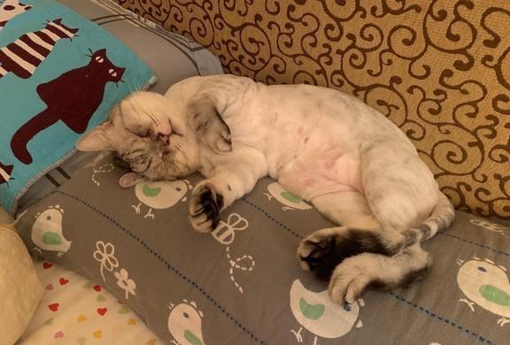 猫奴梦见超大毛毛虫，隔天看照片才知道，都是猫咪的爱