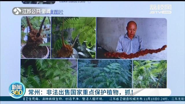 园丁|进山挖了300余株国家二级保护植物，一株卖百八十元 抓