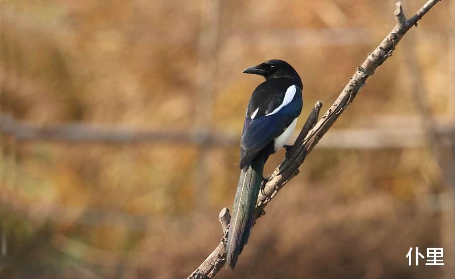 运势▲6月15号点名3生肖运势提醒早知道，让财运旺起来