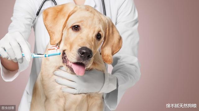 狗狗生病前会发出8个“求救信号”，每一个都很明显，收到能救命