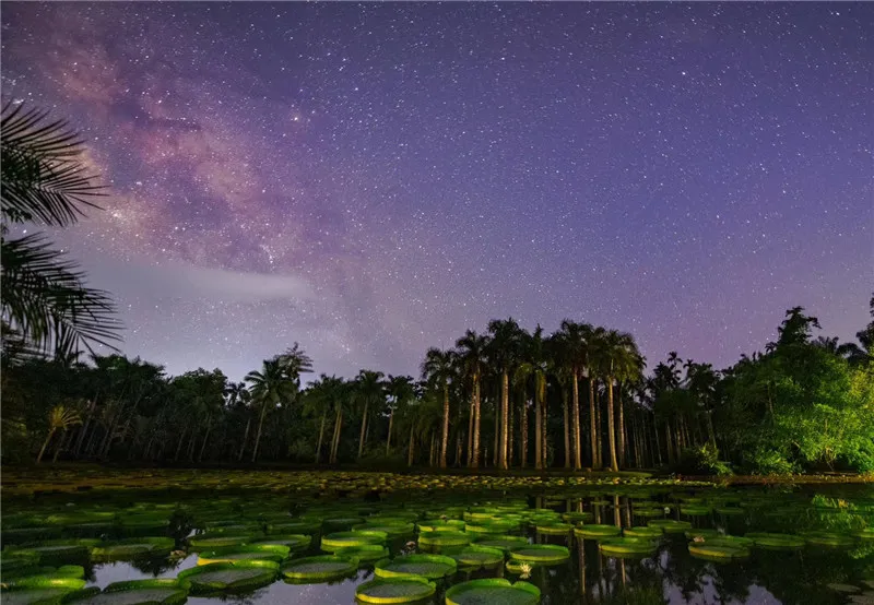 [西双版纳]一叶王莲做轻舟！云南西双版纳王莲竟可以托起傣族成年美女（图）