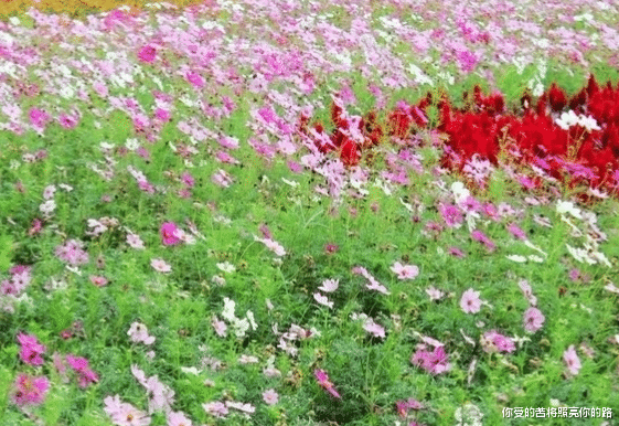 吉星|进入8月中旬,4属相吉星伴随,事业如日中天,好运难挡,抬头见喜