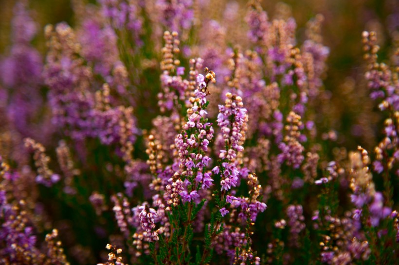 「生肖」最近8天,前缘入命红鸾翱翔,牵手旧爱,从此比翼齐飞的四大生肖