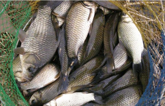 「烤鱼」这3种鱼尽量少吃，不仅营养少，或许还有垃圾残留，转告家人吧