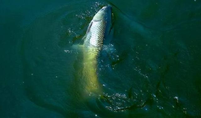 杂草|野河垂钓，这几个方法找鱼窝，一找一个准