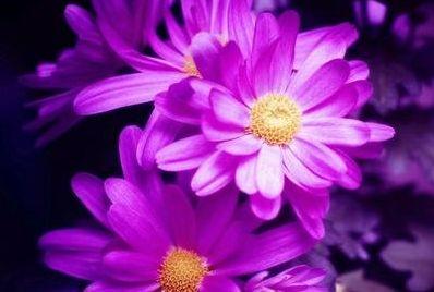 |8月生肖苦尽甘来,财运一路大发,日子红红火火,好运赶也赶不走