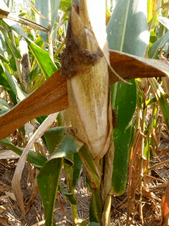 华为|“华为1996年招聘人才的广告，这门槛可真高啊！”哈哈哈