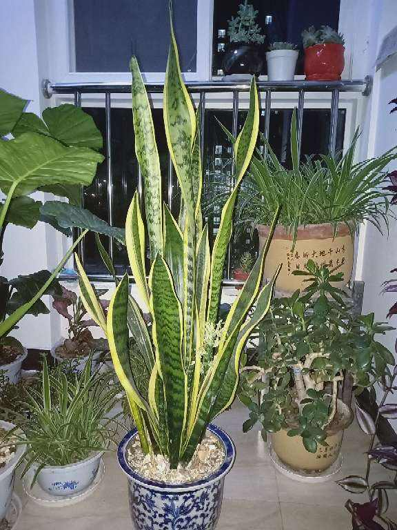 【】12种花，适合养在卫生间，耐阴耐湿好养活!