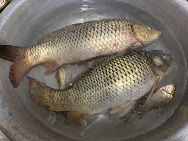 月亮|野钓日记 | 十四的月亮比十五圆，接着月光野钓收大礼！