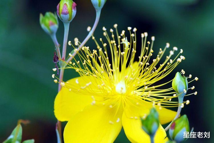 2020年贵人相助，吉星相随，喜讯良多，幸运相随的四属相