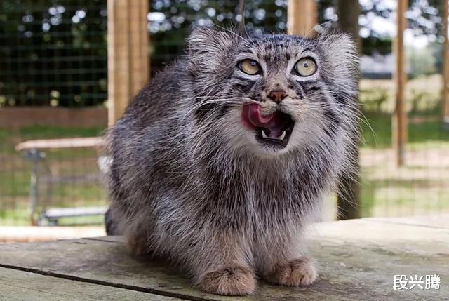 表情包：这只猫500万年没有进化过，比狼还凶，人们却把它当成表情包