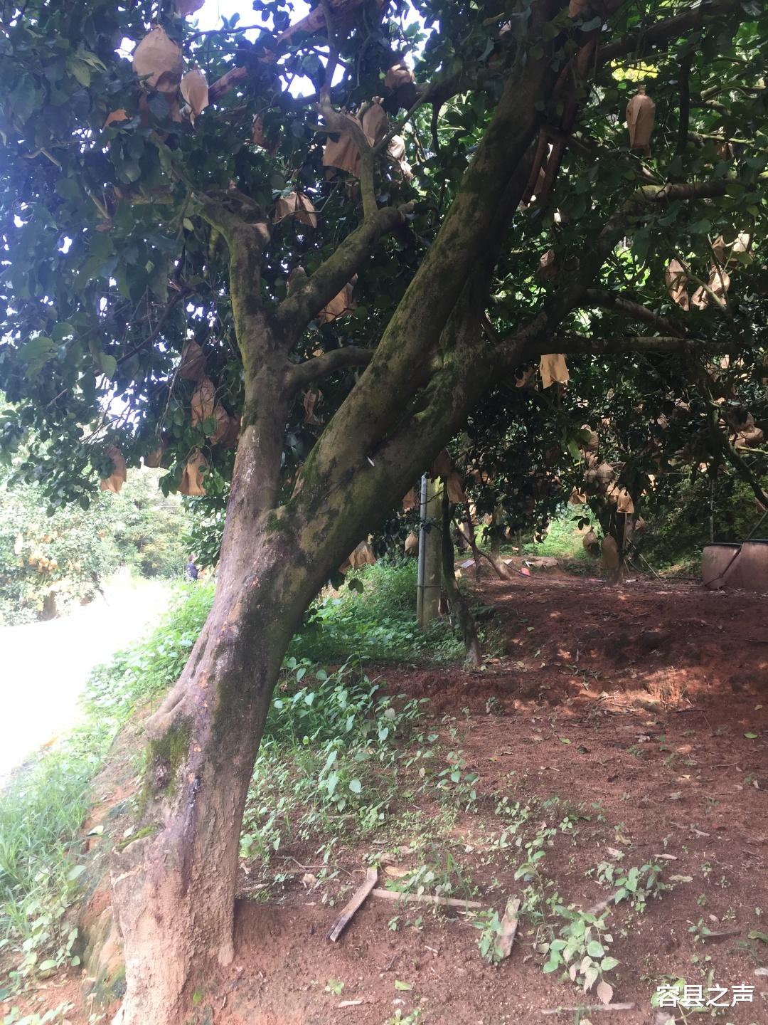 容县之声|广西容县柚农保护老柚树有方，百年柚树硕果累累“儿孙满堂”！