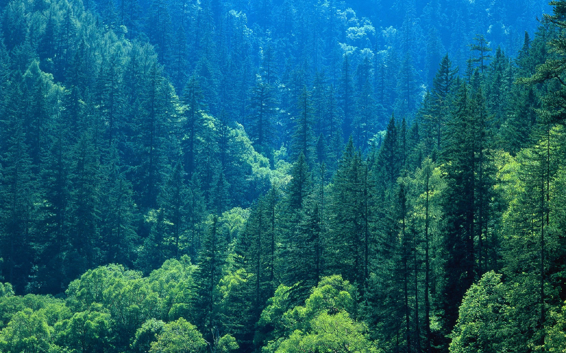 九寨沟|它四季景色很迷人，被称为人间仙境，来了会走不动路