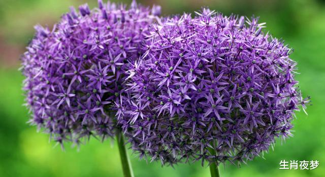 霉运■5月,繁花似锦,旧情人深情款款,3生肖邂逅旧爱,此生不负爱下去