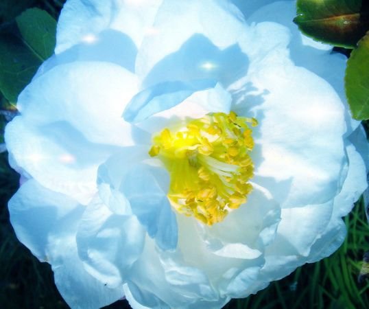 生肖|11月底，4属相迎来大喜，鸿运当头，大吉大利，生活蒸蒸日上