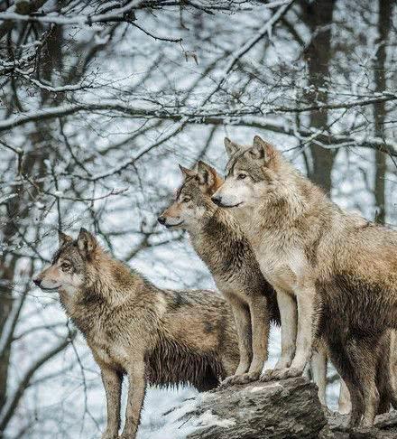 @边防战士目睹狼群团队作战能力后，高度评价：如此兵法，实属罕见