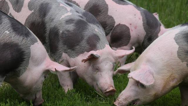 猪肉|猪肉便宜了，直跌5块，猪价又加速下行，年前猪肉能降到15元吗