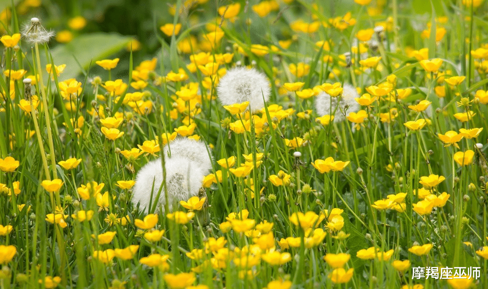 生肖|11月，爱情运节节攀升，真爱卷土重来，大胆追爱，深情守护前任