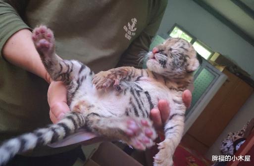 「老虎」中国首只虎狮虎兽诞生，为什么老虎可以和狮虎兽生下幼崽？